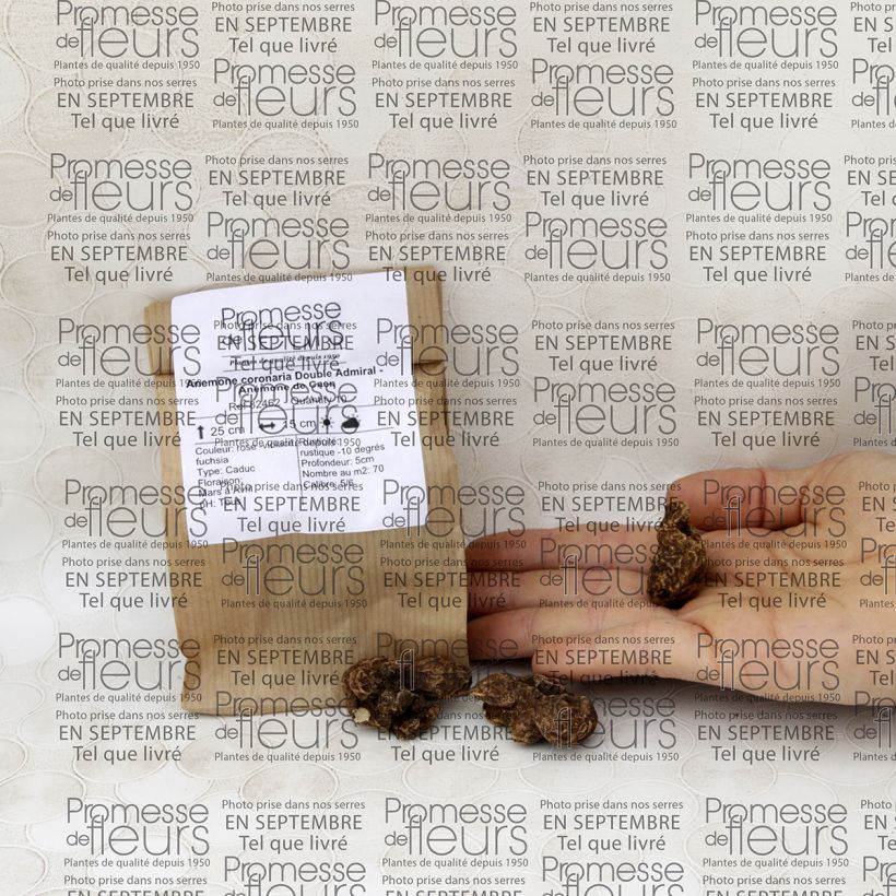 Example of Anemone coronaria double Admiral Bulb size 4+ specimen as delivered