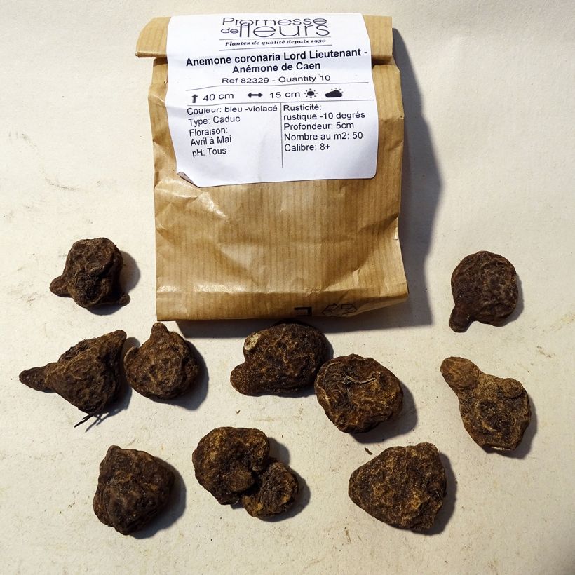 Example of Anemone coronaria Lord Lieutenant Bulb size 5 specimen as delivered