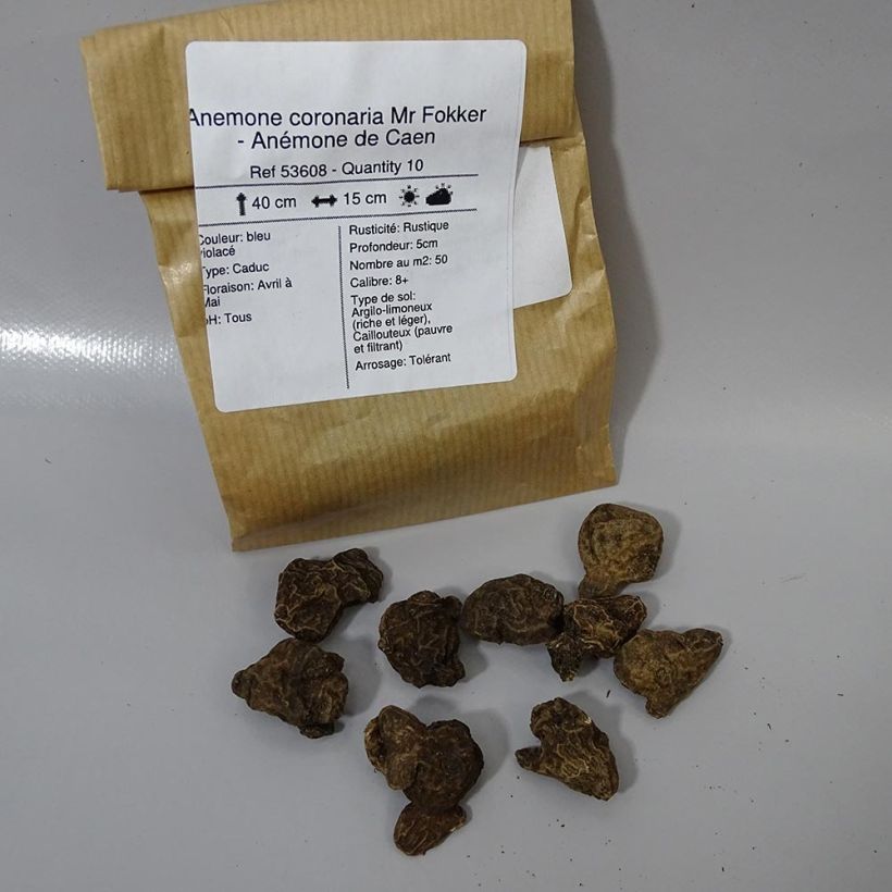 Example of Anemone coronaria Mr Fokker Bulb size 5 specimen as delivered
