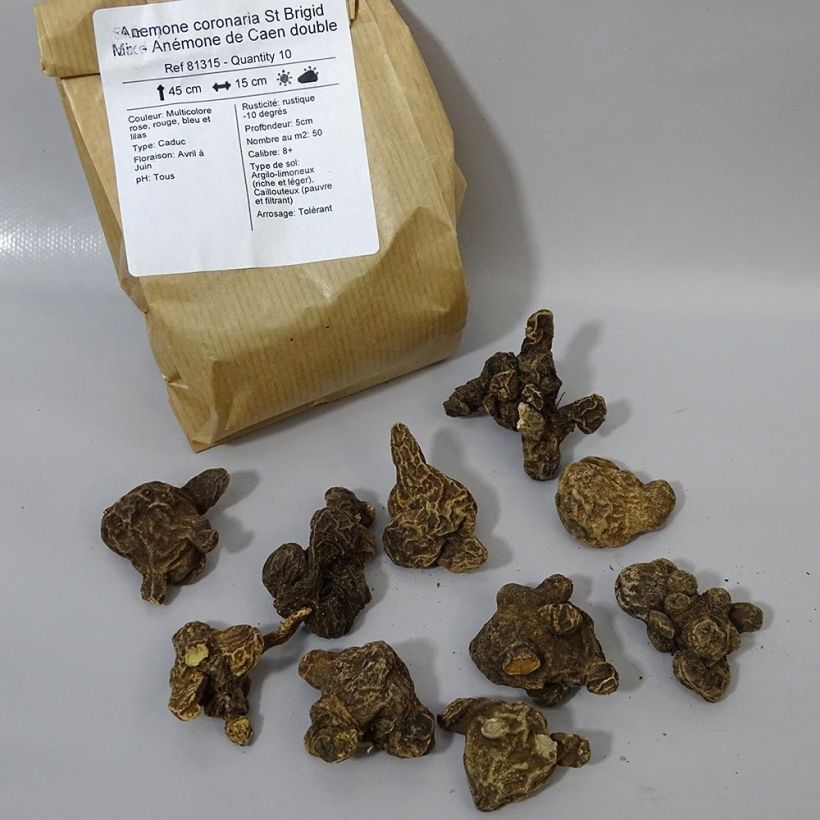 Example of Anemone coronaria St Brigid Mix Bulb size 5 specimen as delivered