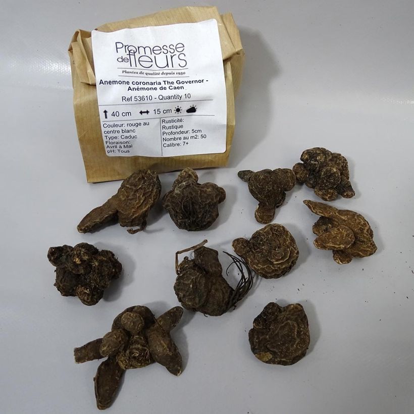 Example of Anemone coronaria The Governor Bulb size 5 specimen as delivered