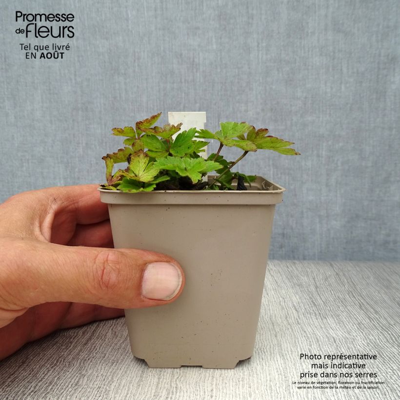 Anemone cylindrica 8/9 cm pot sample as delivered in summer