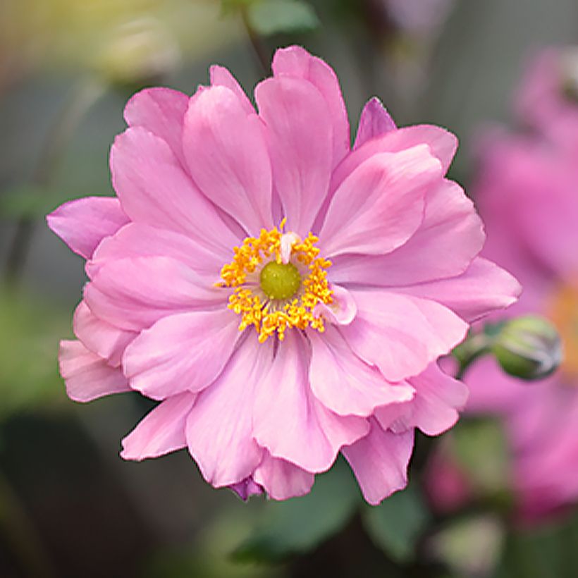 Anemone hupehensis Crispa (Flowering)