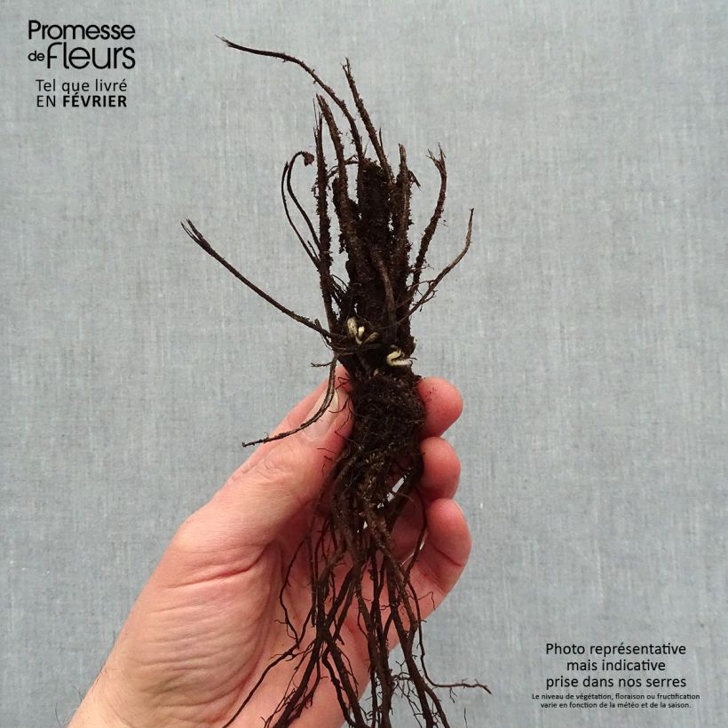 Anemone hupehensis Crispa Bare root sample as delivered in winter