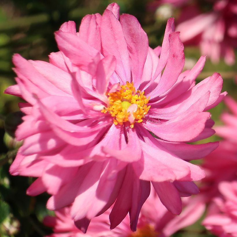 Anemone Fall in Love Sweetly (Flowering)