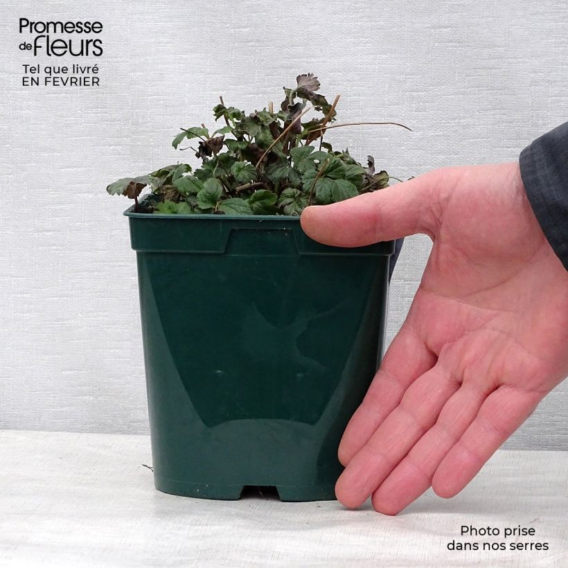 Anemone hybrida Fantasy Cinderella 2L/3L pot sample as delivered in winter
