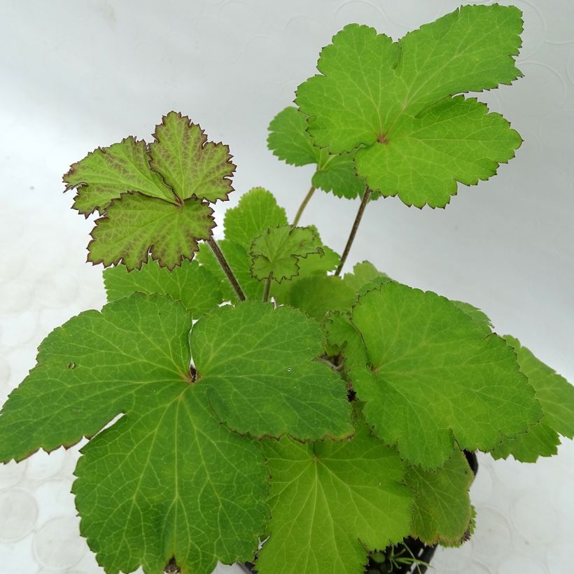 Anemone hybrida Fantasy Jasmine (Foliage)