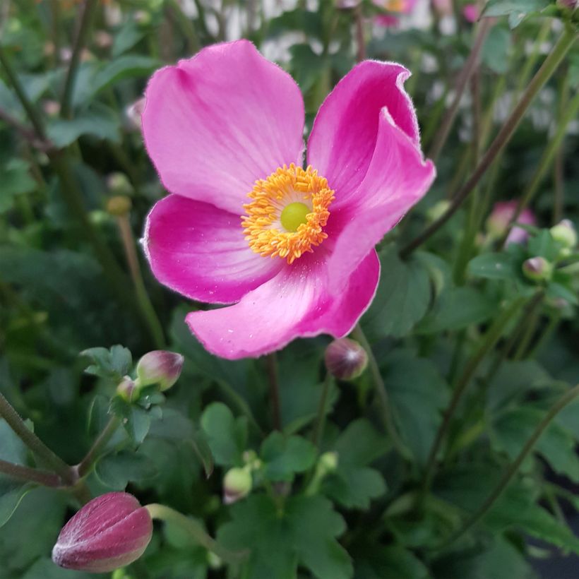 Anemone hybrida Fantasy Jasmine (Flowering)