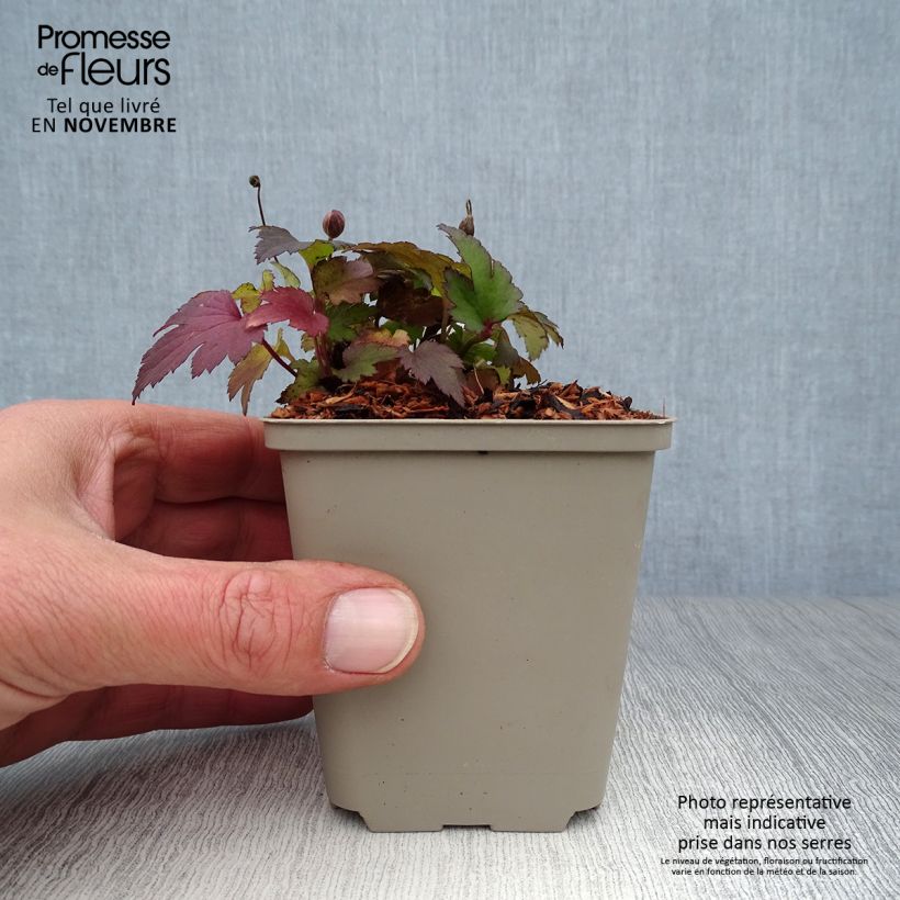 Anemone Little Summer Breeze 8/9 cm pot sample as delivered in autumn