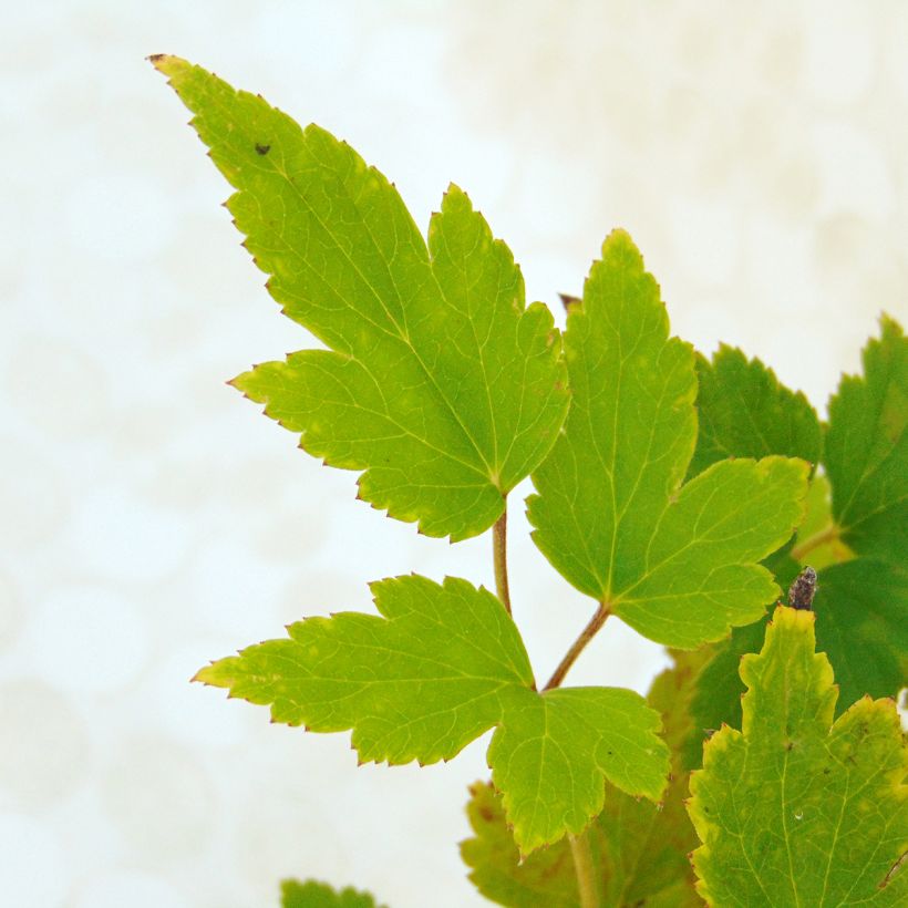 Anemone hupehensis var. japonica Pamina (Foliage)