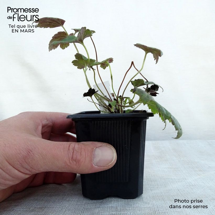 Anemone hupehensis var. japonica Pamina sample as delivered in spring