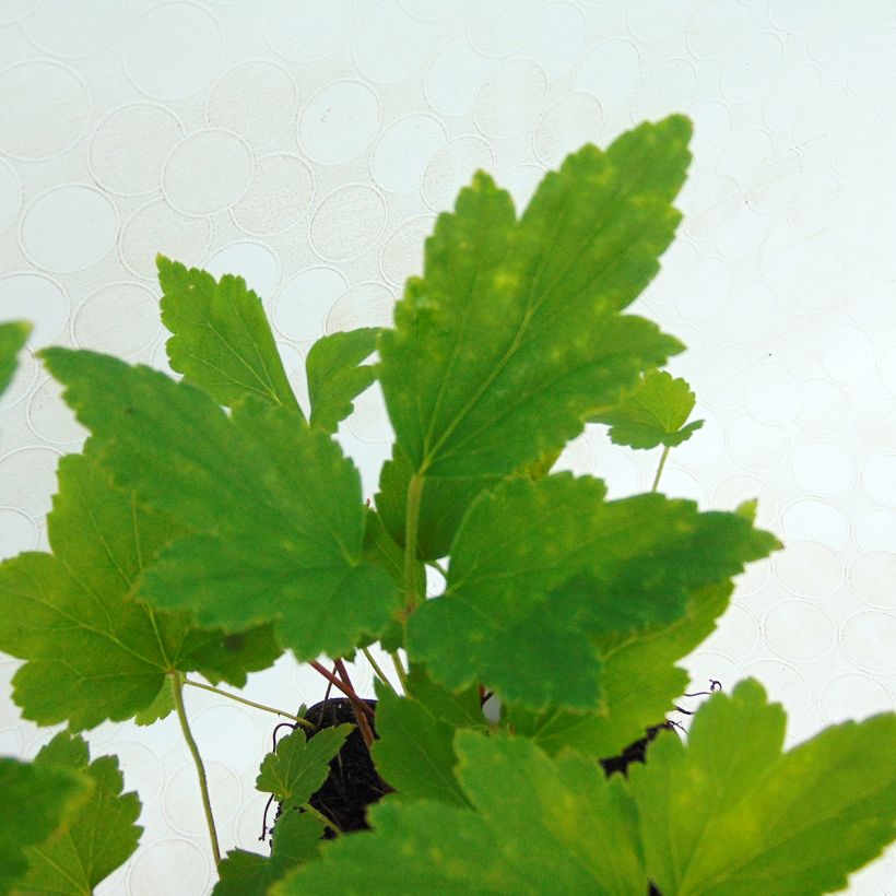 Anemone hupehensis var. japonica Prinz Heinrich (Foliage)