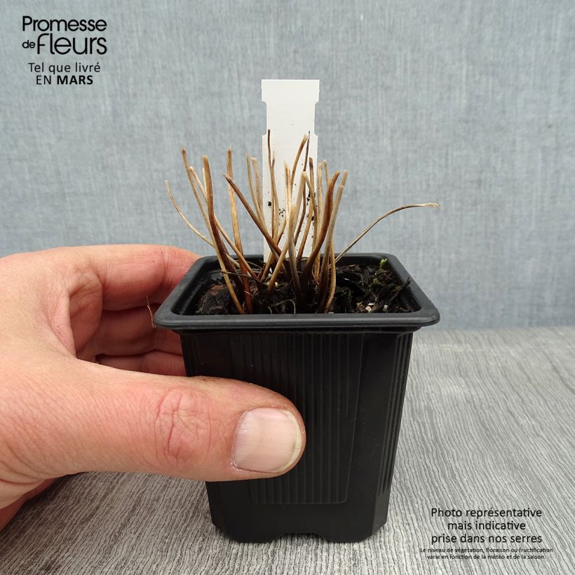 Anemone hybrida Rubra Plena 8/9 cm pot sample as delivered in winter