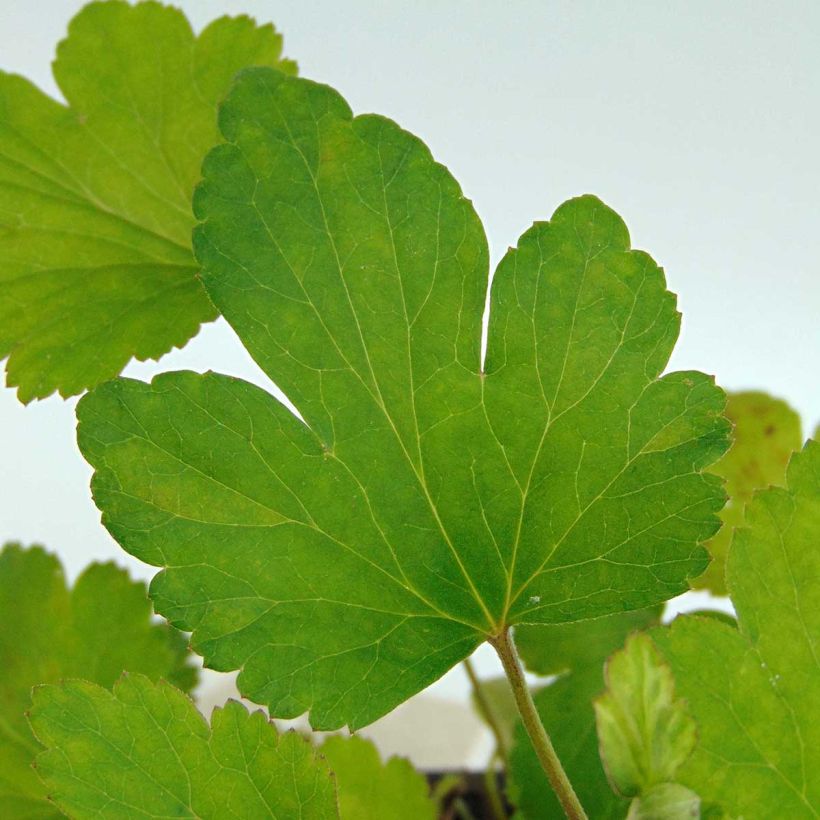 Anemone hybrida Rubra Plena (Foliage)