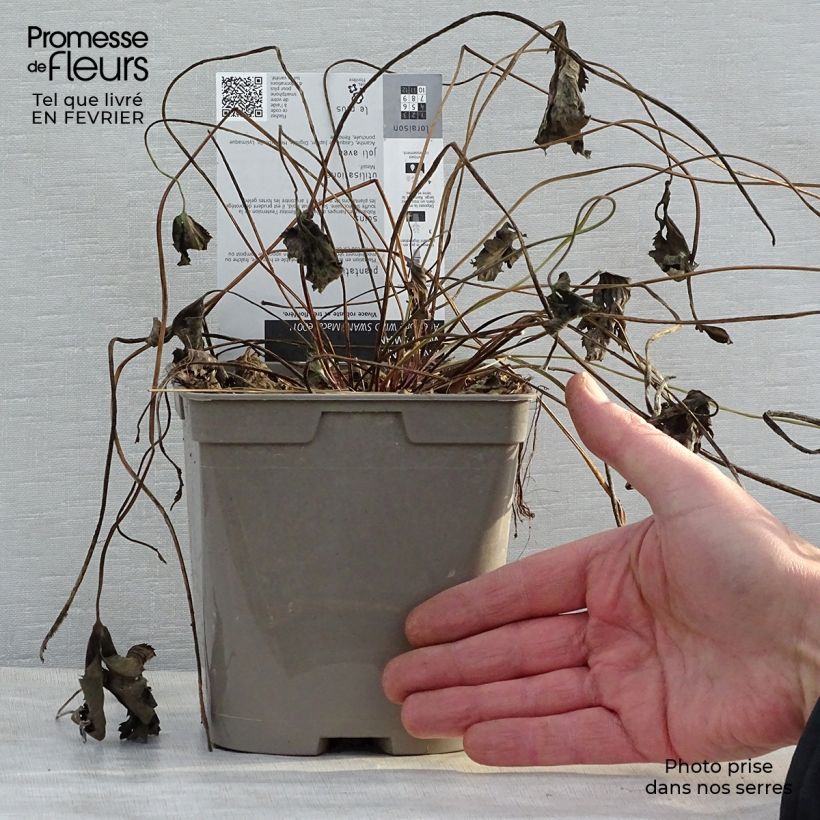 Anemone Wild Swan - Japanese Anemone 2L/3L pot sample as delivered in winter