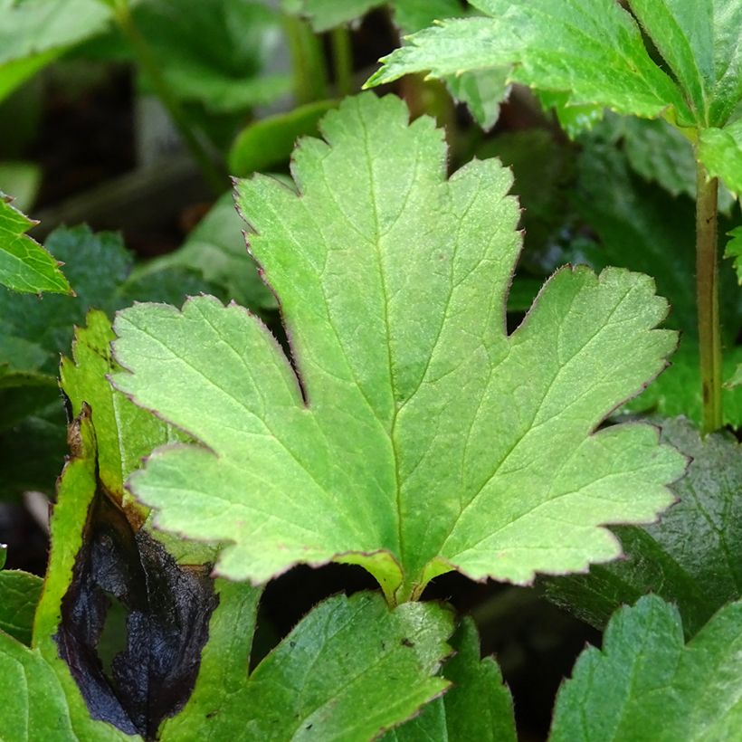 Anemone Satin Doll Rosé (Foliage)