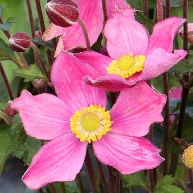 Anemone Satin Doll Rosé (Flowering)