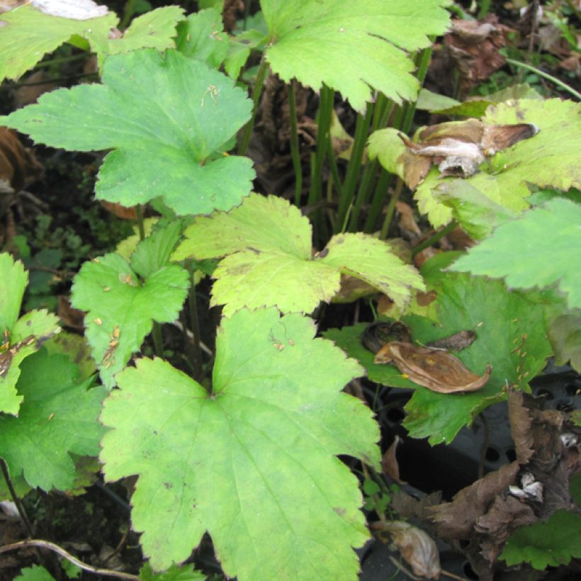 Anemone hupehensis var. japonica Little Princess (Foliage)