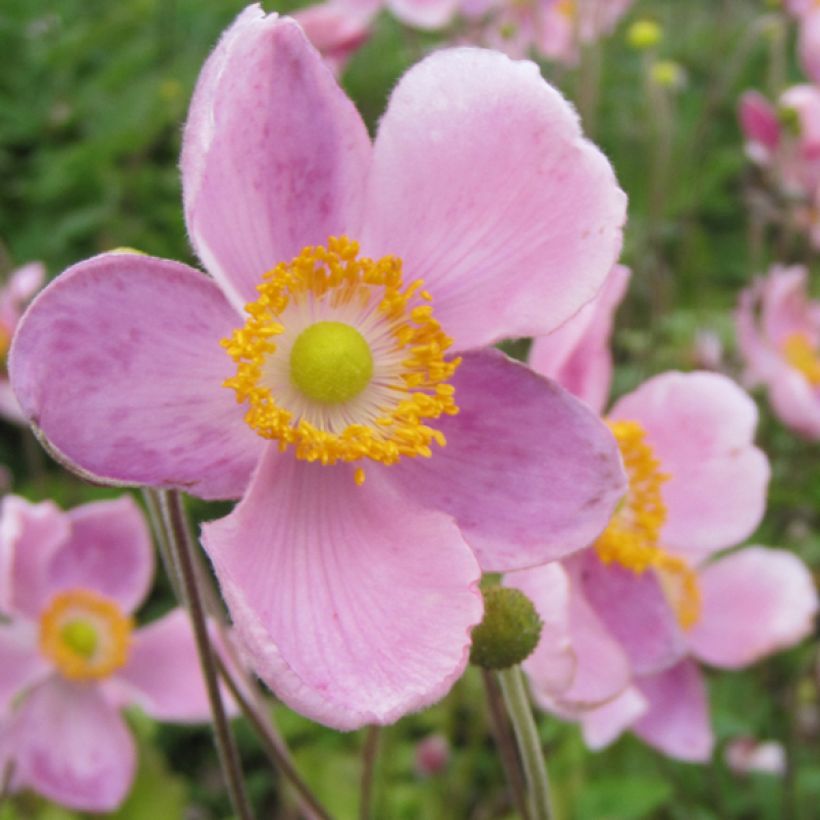 Anemone hupehensis var. japonica Little Princess (Flowering)