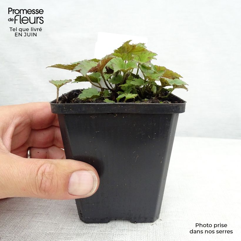 Anemone hupehensis Praecox 8/9 cm pot sample as delivered in summer