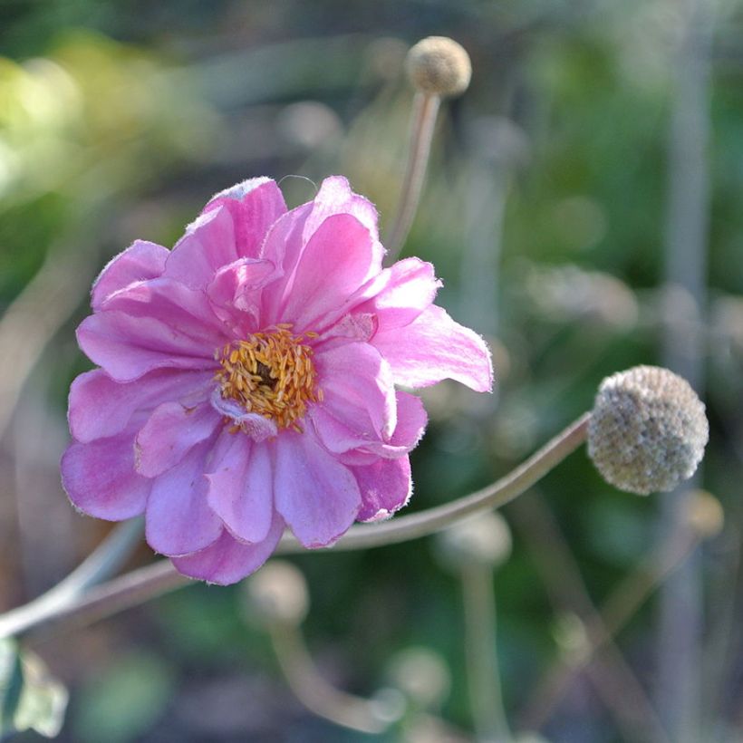 Anemone hupehensis var. japonica Pamina (Flowering)