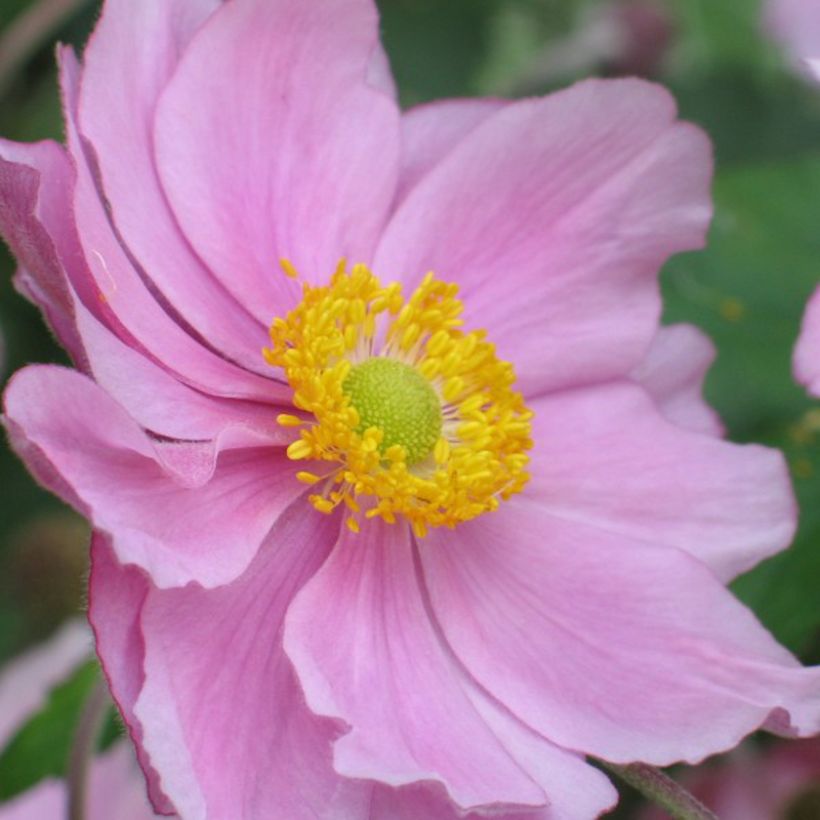 Anemone hybrida Rubra Plena (Flowering)