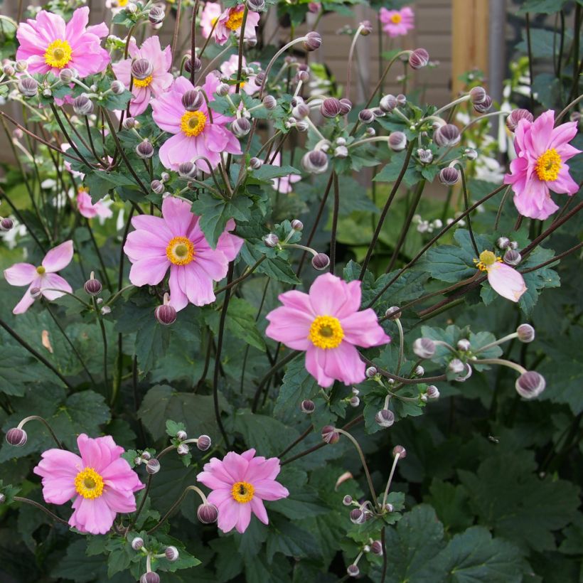 Anemone hybrida Rubra Plena (Plant habit)