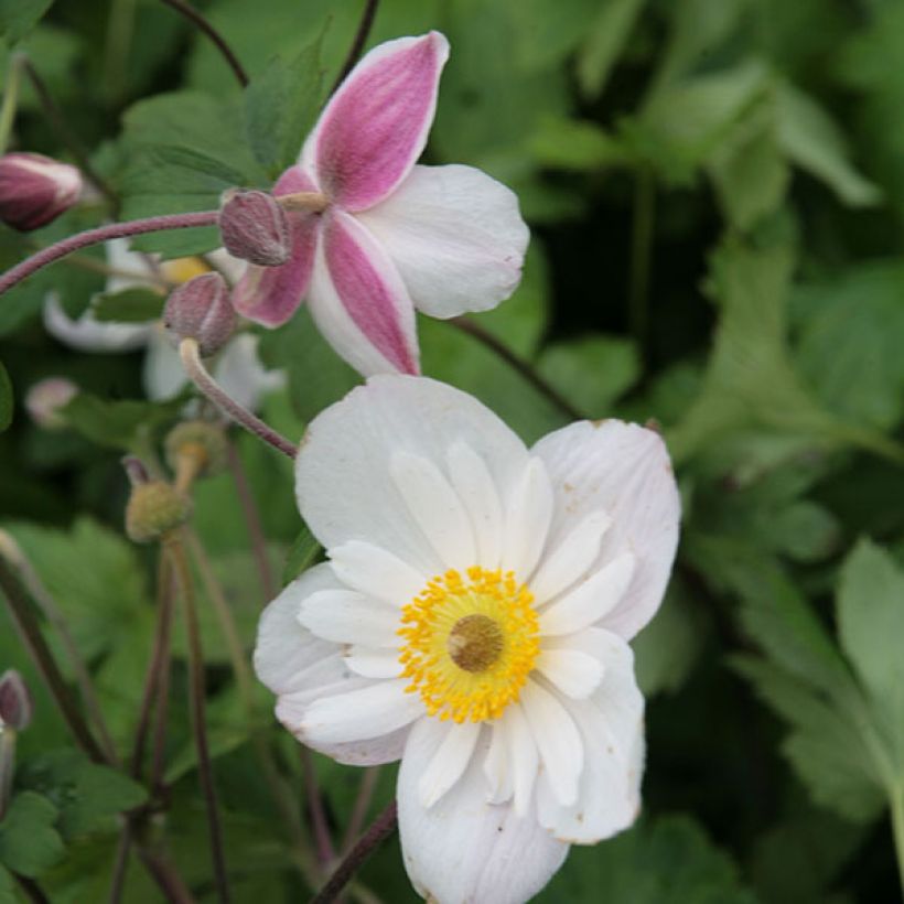 Anemone Dainty Swan - Japanese Anemone (Flowering)