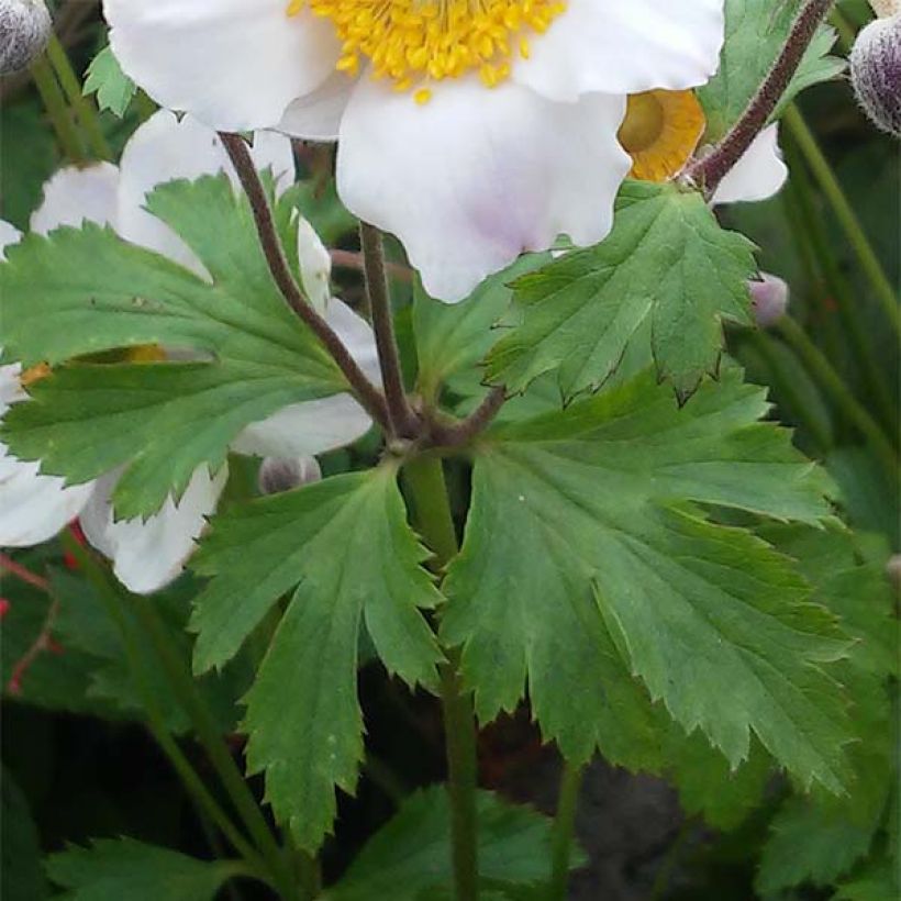 Anemone Elfin Swan - Japanese Anemone (Foliage)