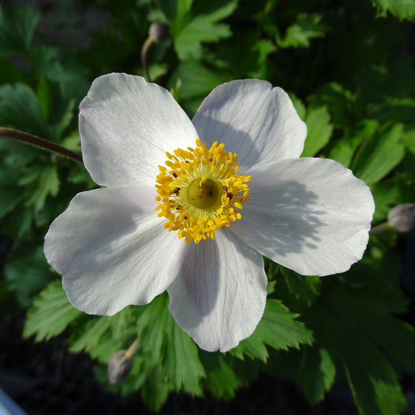 Anemone Elfin Swan - Japanese Anemone (Flowering)