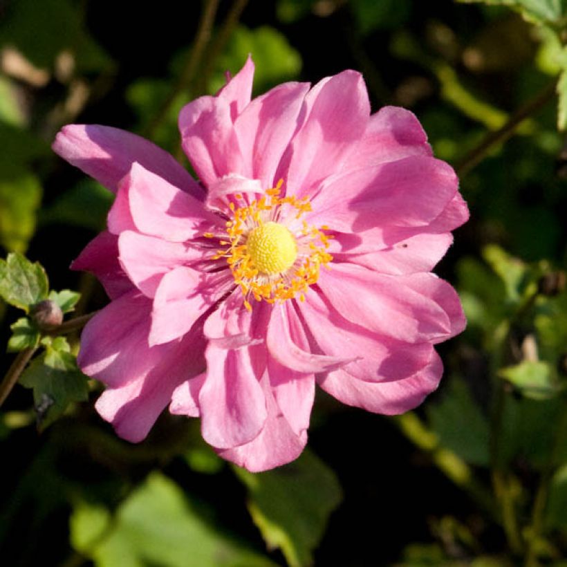 Anemone hybrida Margarete (Flowering)