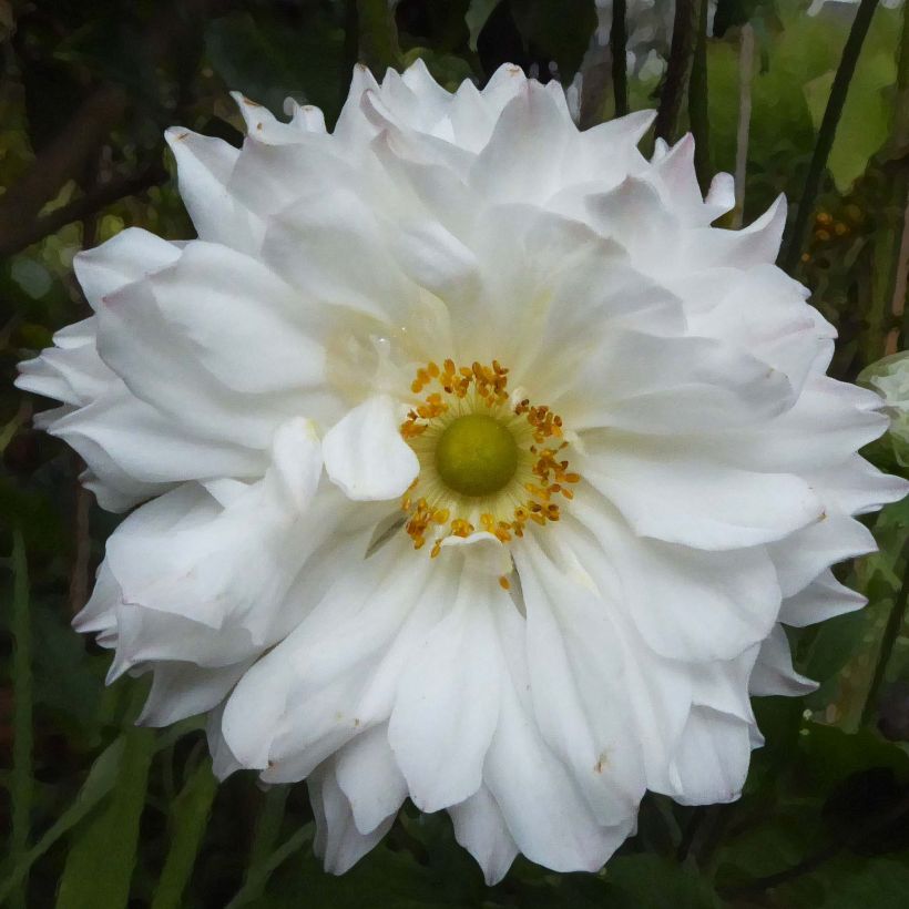 Anemone hybrida Tiki Sensation (Flowering)