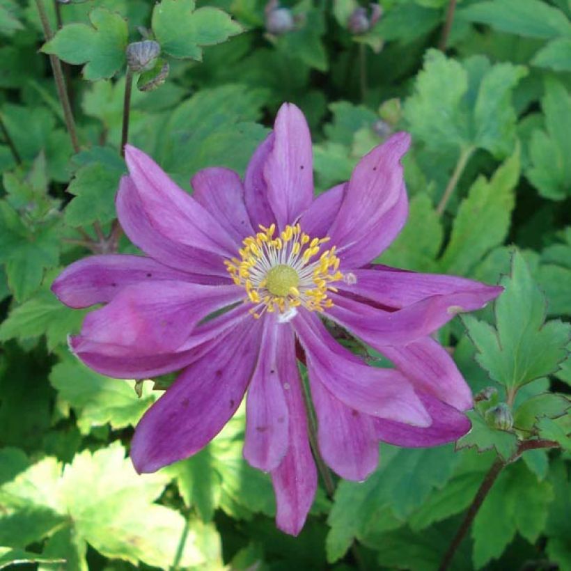 Anemone hybrida Bressingham Glow (Flowering)