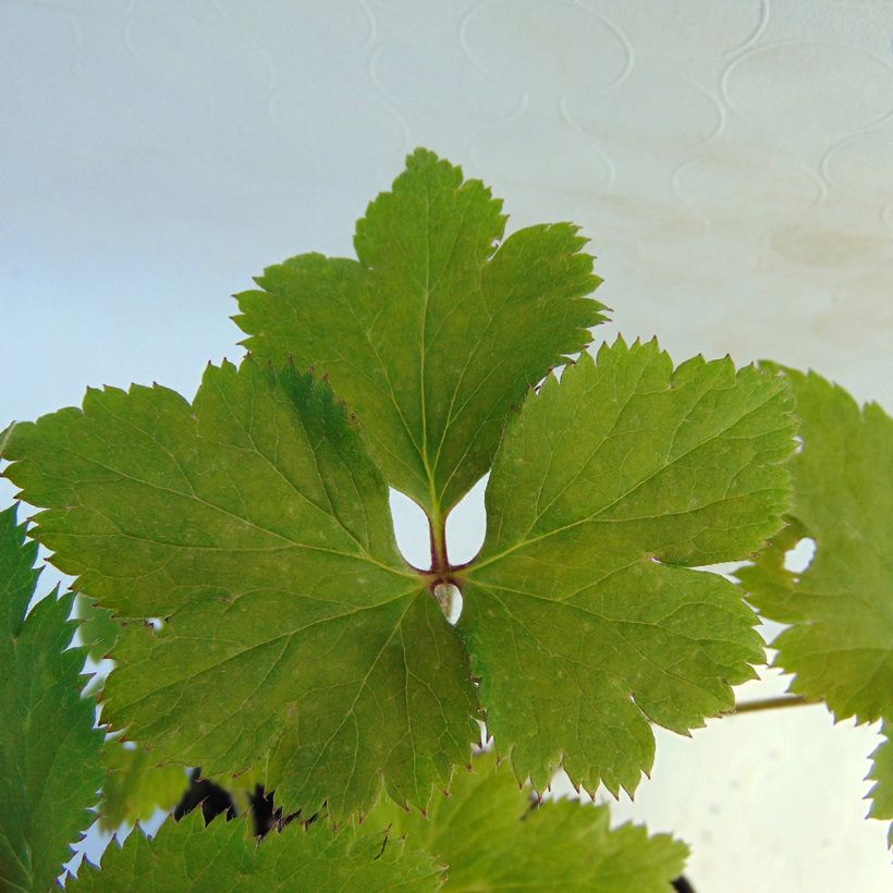 Anemone Dreaming Swan - Japanese Anemone (Foliage)