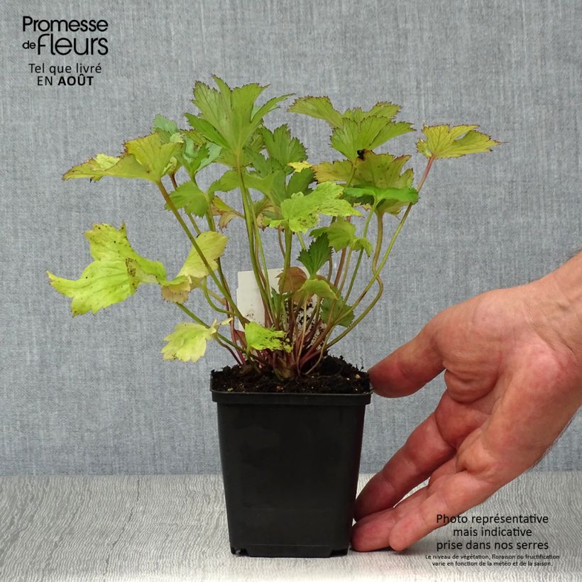 Anemone Dreaming Swan - Japanese Anemone 8/9 cm pot sample as delivered in summer