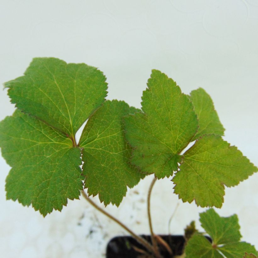 Anemone hybrida Honorine Jobert (Foliage)