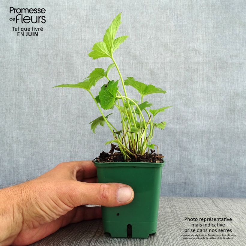 Anemone hybrida Honorine Jobert 8/9 cm pot sample as delivered in summer