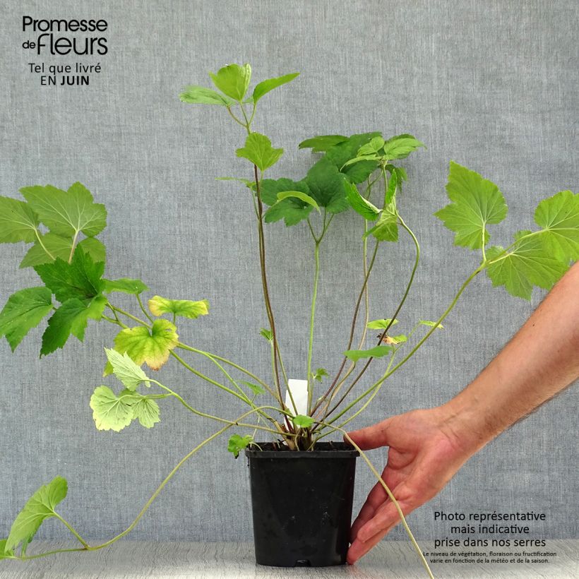 Anemone hybrida Honorine Jobert 2L/3L pot sample as delivered in summer