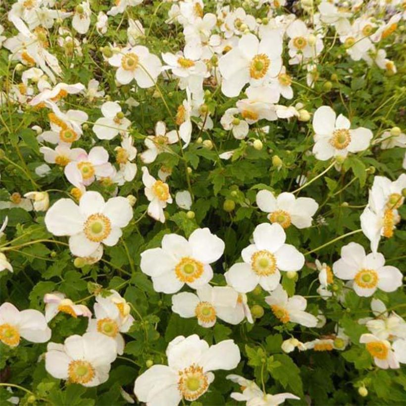 Anemone hupehensis var. japonica Pretty Lady Maria (Flowering)