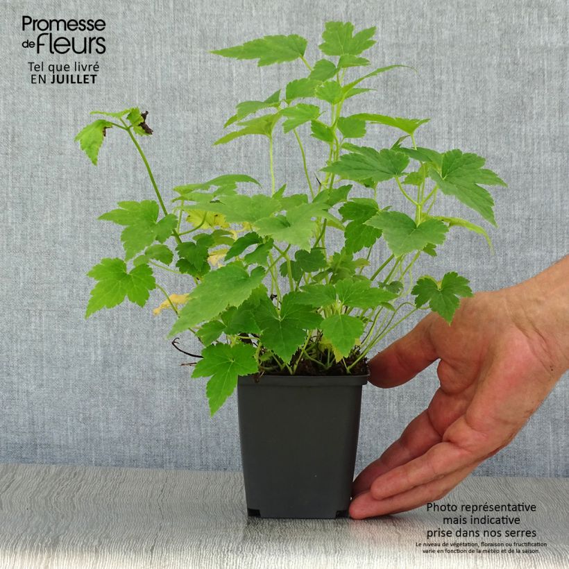 Anemone hupehensis var. japonica Pretty Lady Maria 8/9 cm pot sample as delivered in summer