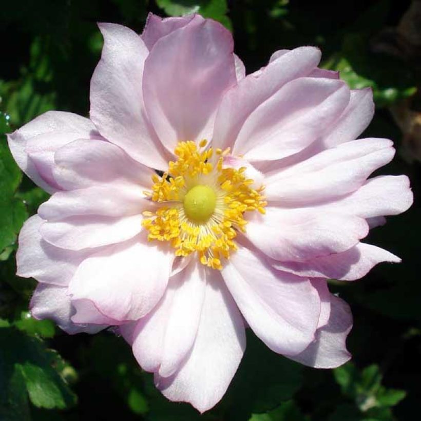 Anemone hybrida Königin Charlotte (Flowering)