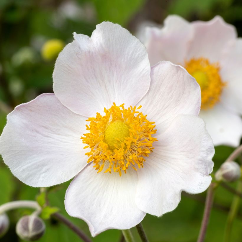 Anemone Regal Swan - Japanese Anemone (Flowering)