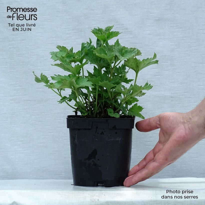Anemone hybrida Königin Charlotte 2L/3L pot sample as delivered in summer
