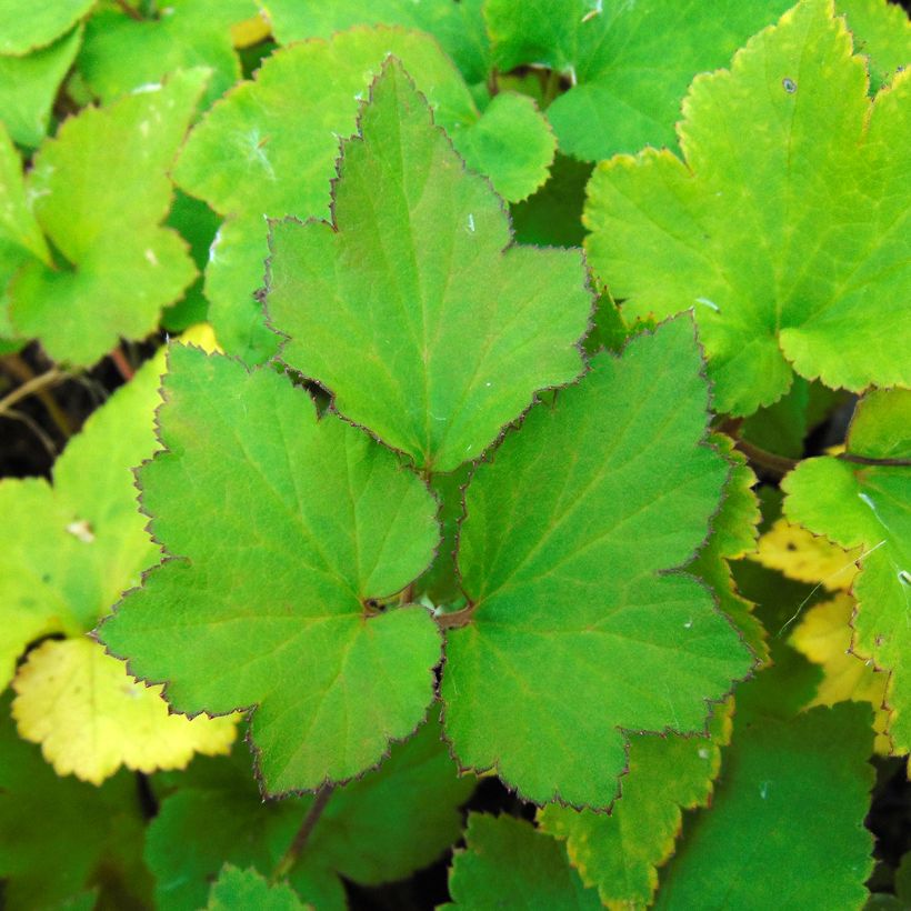 Anemone hybrida Richard Ahrens (Foliage)