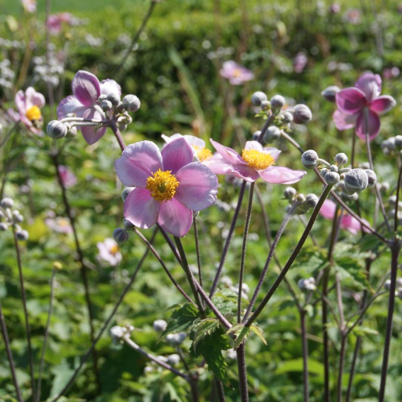 Anemone tomentosa Robustissima (Plant habit)