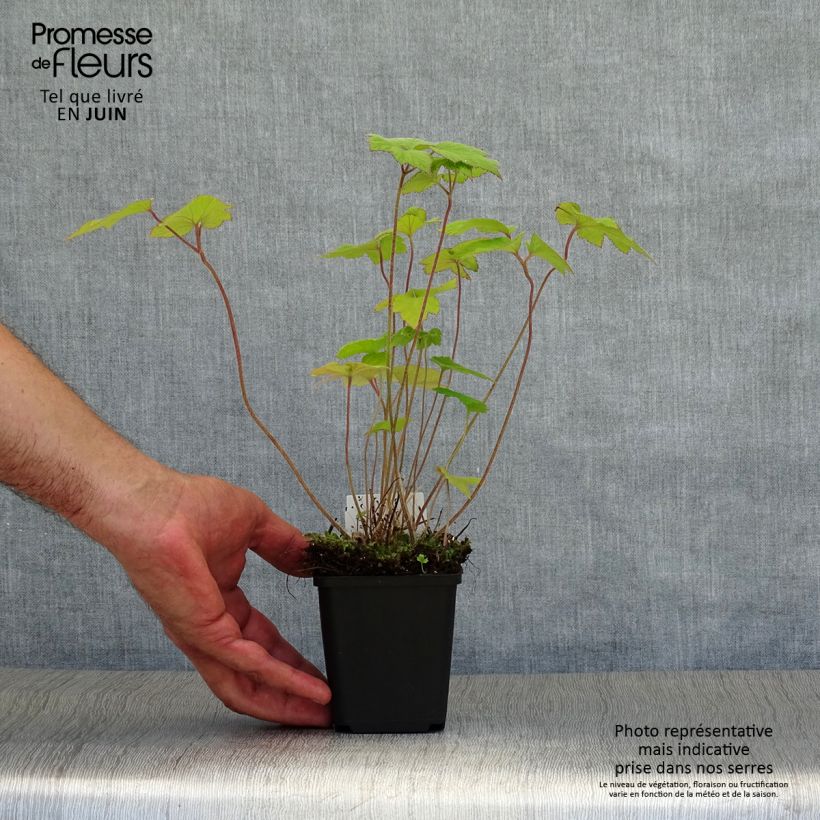 Anemone hupehensis September Charm 8/9 cm pot sample as delivered in summer