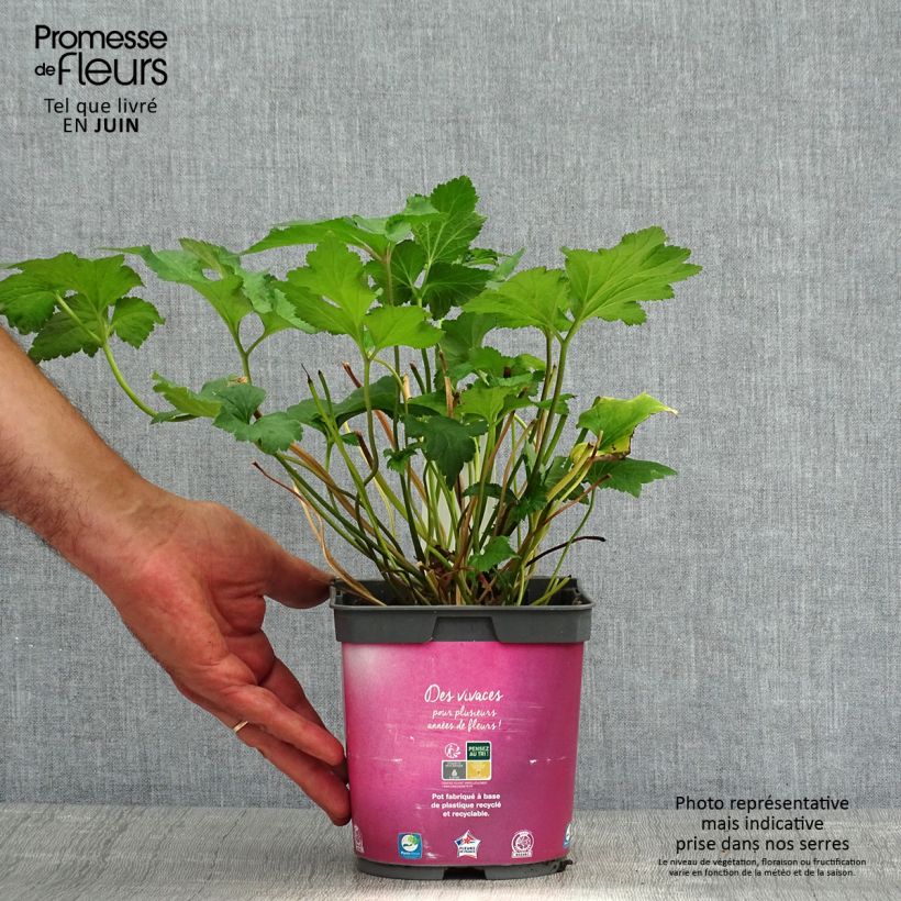 Anemone hupehensis September Charm 2L/3L pot sample as delivered in summer