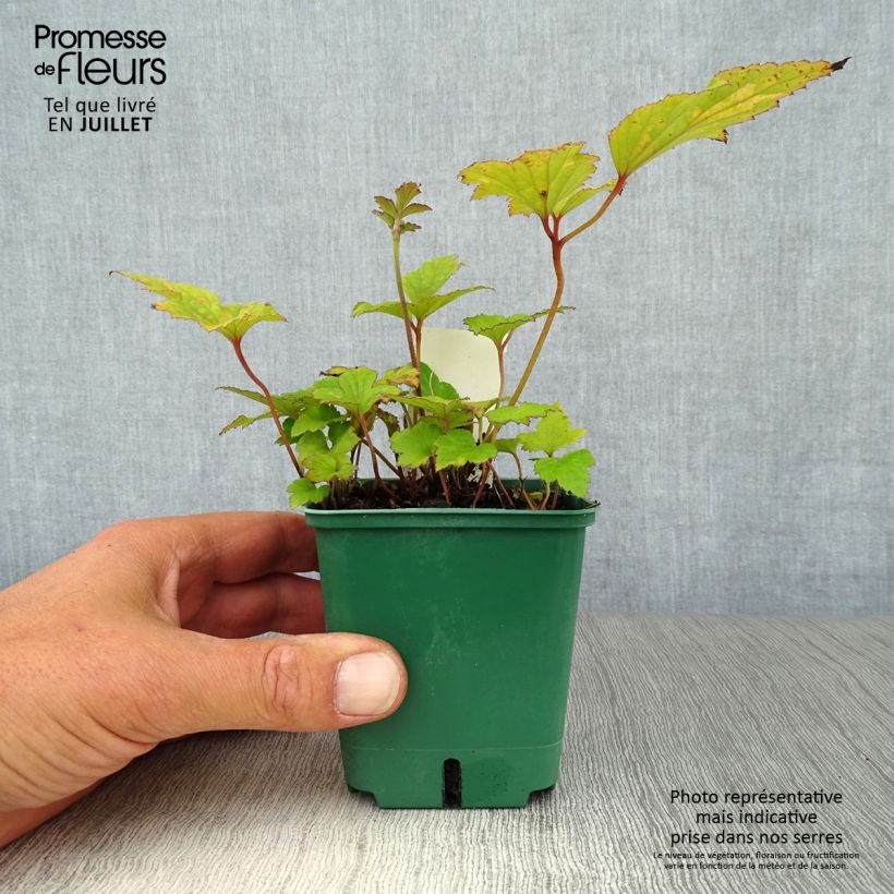 Anemone hupehensis Splendens 8/9 cm pot sample as delivered in summer