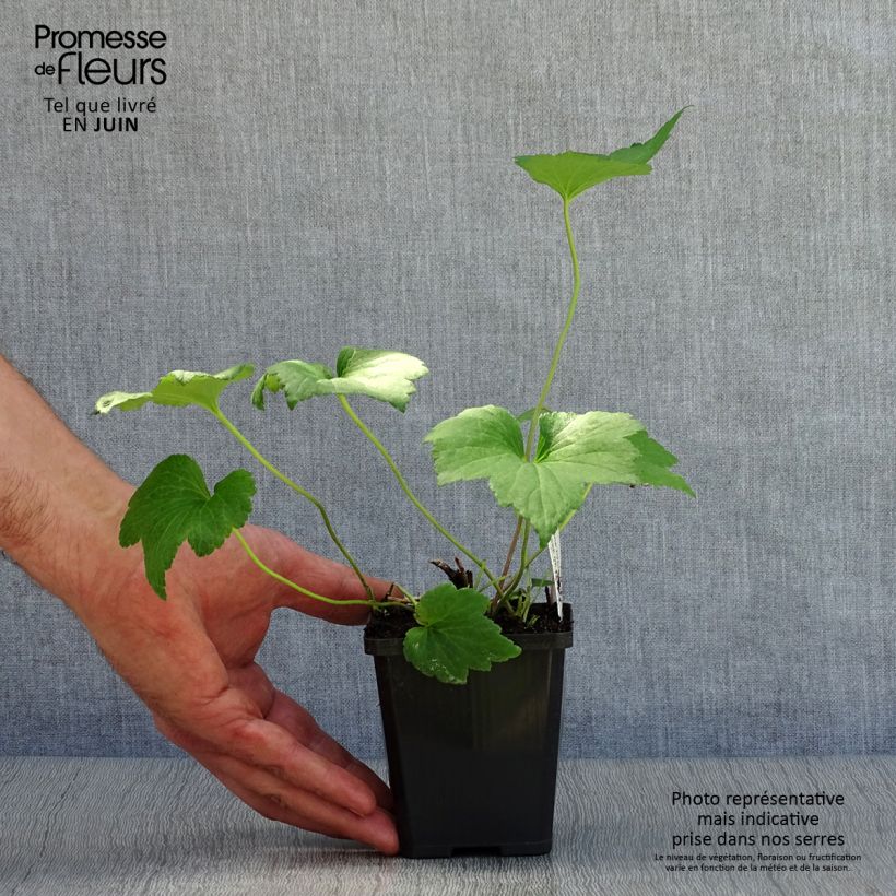Anemone hybrida Whirlwind 8/9 cm pot sample as delivered in summer