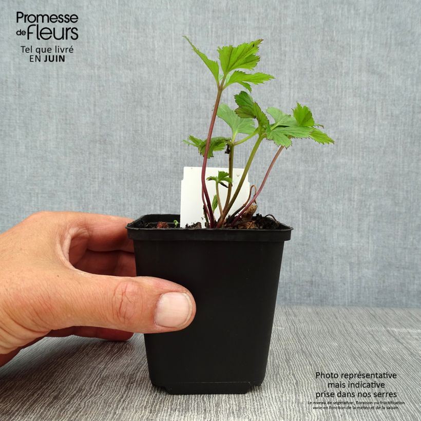 Anemone Wild Swan - Japanese Anemone 8/9 cm pot sample as delivered in summer